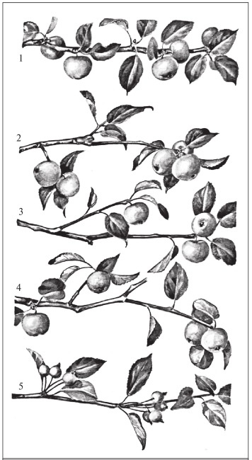 Иллюстрация к книге — Формирование и обрезка садовых деревьев [i_040.jpg]