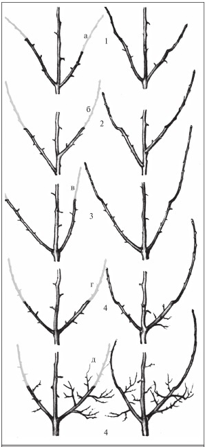 Иллюстрация к книге — Формирование и обрезка садовых деревьев [i_045.jpg]