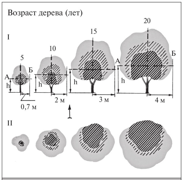 Иллюстрация к книге — Формирование и обрезка садовых деревьев [i_049.jpg]