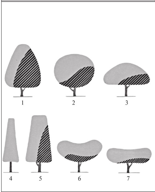 Иллюстрация к книге — Формирование и обрезка садовых деревьев [i_051.jpg]