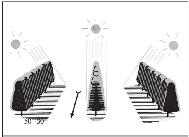 Иллюстрация к книге — Формирование и обрезка садовых деревьев [i_053.jpg]