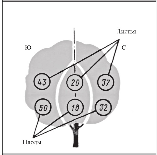 Иллюстрация к книге — Формирование и обрезка садовых деревьев [i_056.jpg]