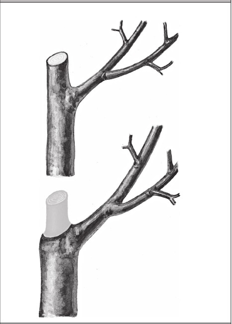 Иллюстрация к книге — Формирование и обрезка садовых деревьев [i_062.jpg]