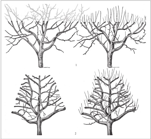 Иллюстрация к книге — Формирование и обрезка садовых деревьев [i_063.jpg]