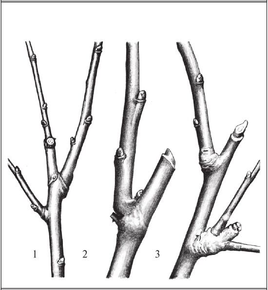 Иллюстрация к книге — Формирование и обрезка садовых деревьев [i_065.jpg]