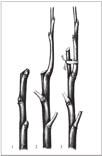 Иллюстрация к книге — Формирование и обрезка садовых деревьев [i_066.jpg]