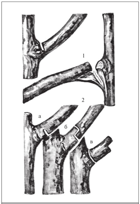 Иллюстрация к книге — Формирование и обрезка садовых деревьев [i_071.jpg]
