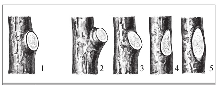 Иллюстрация к книге — Формирование и обрезка садовых деревьев [i_072.jpg]