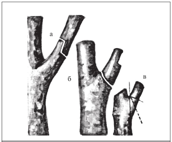 Иллюстрация к книге — Формирование и обрезка садовых деревьев [i_074.jpg]