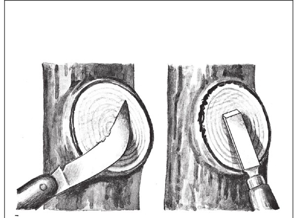 Иллюстрация к книге — Формирование и обрезка садовых деревьев [i_075.jpg]