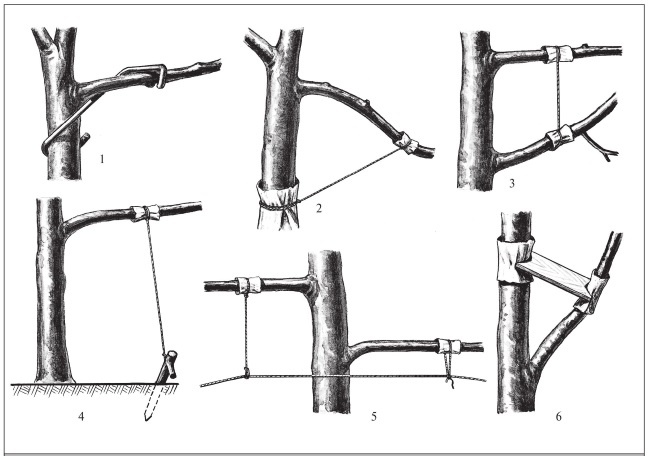 Иллюстрация к книге — Формирование и обрезка садовых деревьев [i_078.jpg]