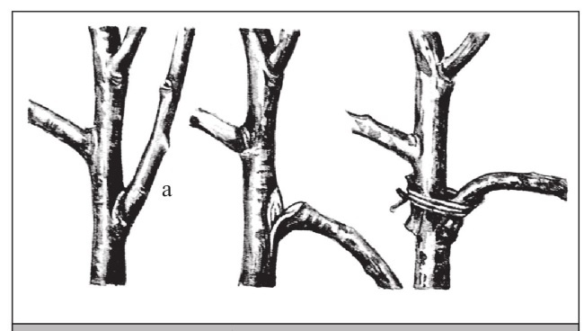 Иллюстрация к книге — Формирование и обрезка садовых деревьев [i_079.jpg]