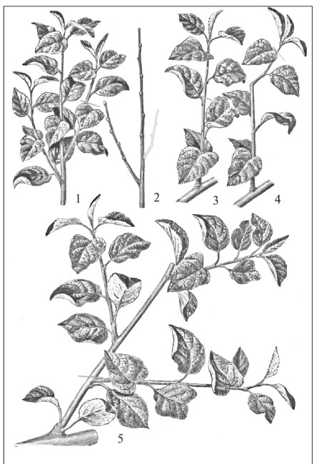 Иллюстрация к книге — Формирование и обрезка садовых деревьев [i_082.jpg]