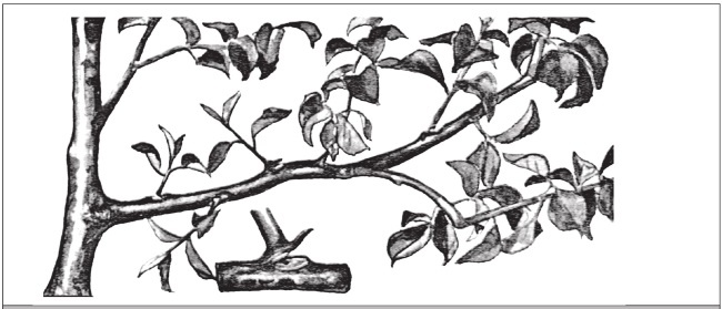 Иллюстрация к книге — Формирование и обрезка садовых деревьев [i_083.jpg]