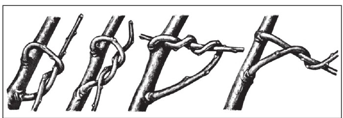 Иллюстрация к книге — Формирование и обрезка садовых деревьев [i_084.jpg]