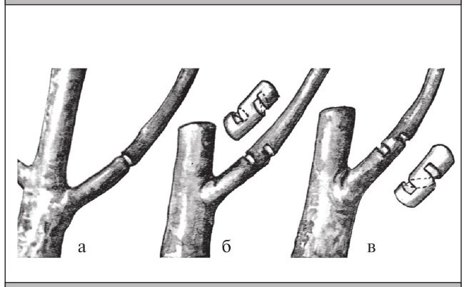 Иллюстрация к книге — Формирование и обрезка садовых деревьев [i_092.jpg]