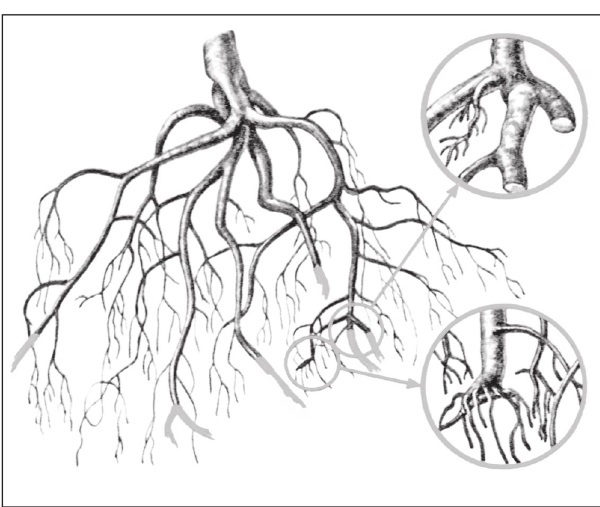 Иллюстрация к книге — Формирование и обрезка садовых деревьев [i_096.jpg]