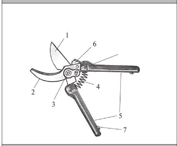 Иллюстрация к книге — Формирование и обрезка садовых деревьев [i_099.jpg]