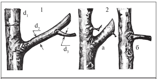Иллюстрация к книге — Формирование и обрезка садовых деревьев [i_104.jpg]