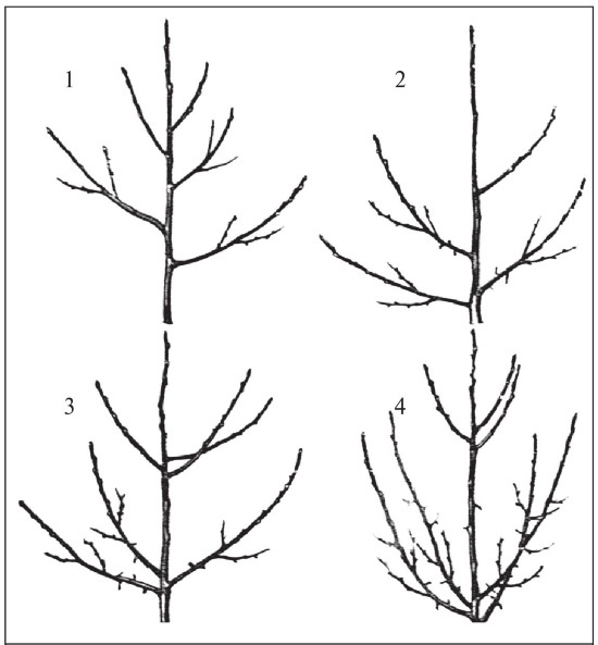 Иллюстрация к книге — Формирование и обрезка садовых деревьев [i_113.jpg]