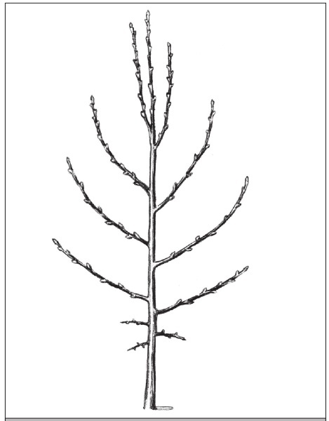 Иллюстрация к книге — Формирование и обрезка садовых деревьев [i_114.jpg]