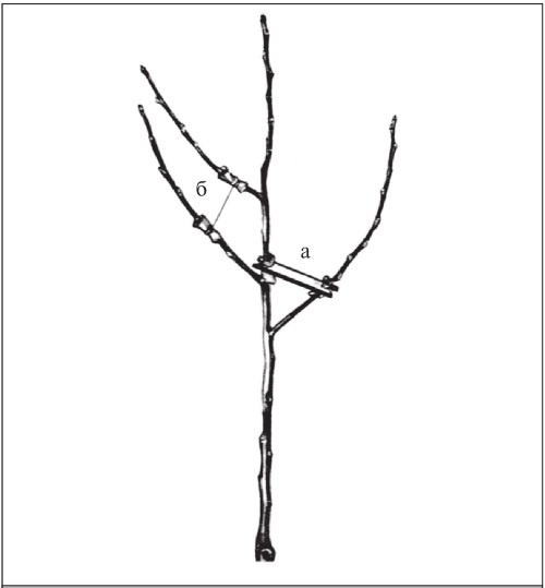 Иллюстрация к книге — Формирование и обрезка садовых деревьев [i_115.jpg]