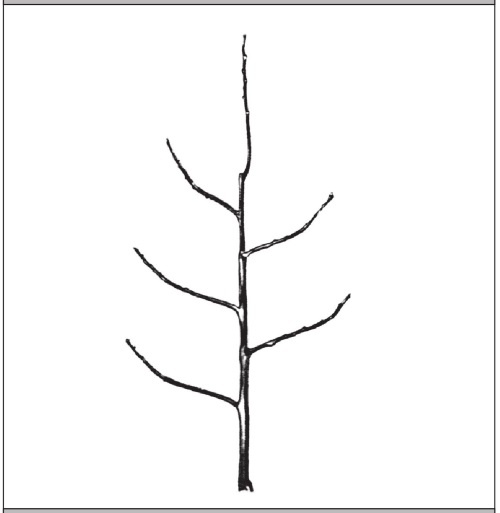 Иллюстрация к книге — Формирование и обрезка садовых деревьев [i_117.jpg]