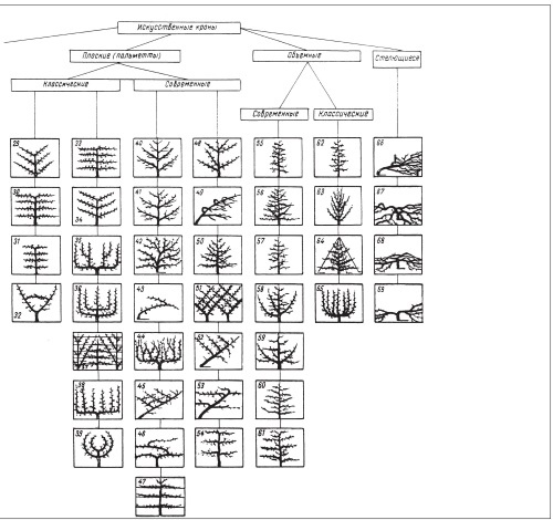 Иллюстрация к книге — Формирование и обрезка садовых деревьев [i_119.jpg]