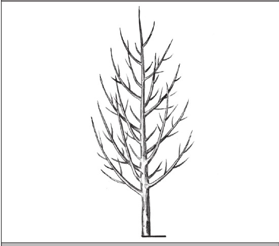 Иллюстрация к книге — Формирование и обрезка садовых деревьев [i_121.jpg]