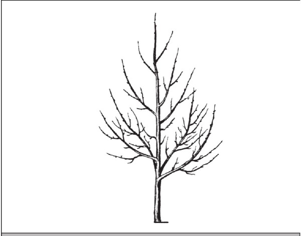 Иллюстрация к книге — Формирование и обрезка садовых деревьев [i_122.jpg]