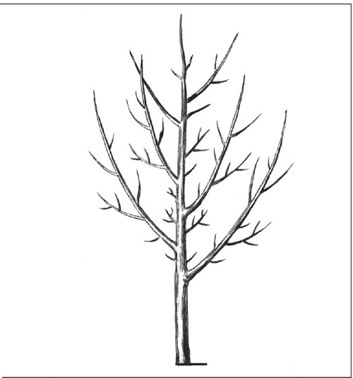 Иллюстрация к книге — Формирование и обрезка садовых деревьев [i_123.jpg]