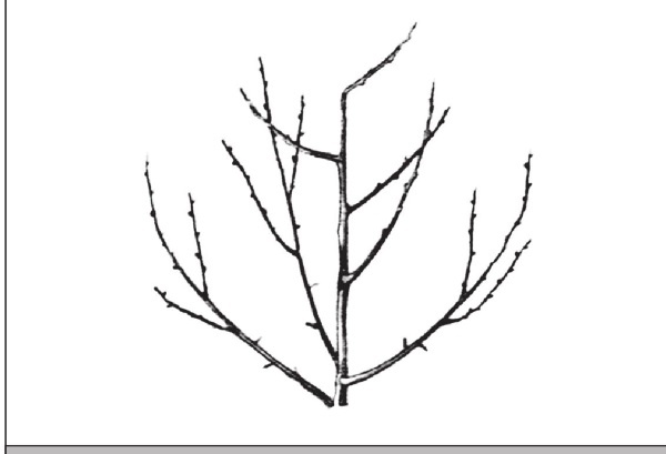 Иллюстрация к книге — Формирование и обрезка садовых деревьев [i_128.jpg]