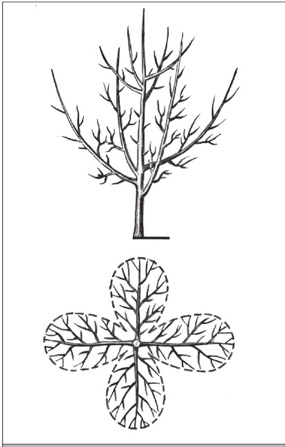 Иллюстрация к книге — Формирование и обрезка садовых деревьев [i_132.jpg]