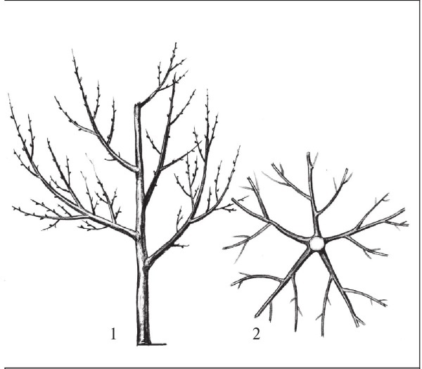 Иллюстрация к книге — Формирование и обрезка садовых деревьев [i_136.jpg]