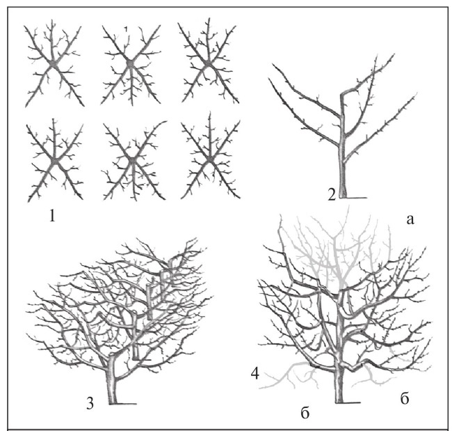 Иллюстрация к книге — Формирование и обрезка садовых деревьев [i_137.jpg]