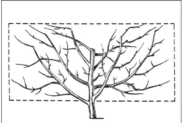 Иллюстрация к книге — Формирование и обрезка садовых деревьев [i_138.jpg]