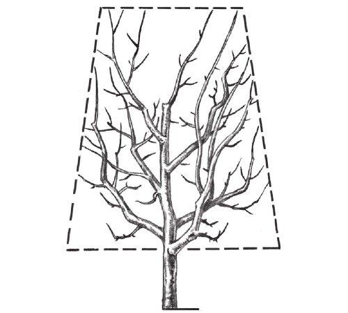 Иллюстрация к книге — Формирование и обрезка садовых деревьев [i_139.jpg]