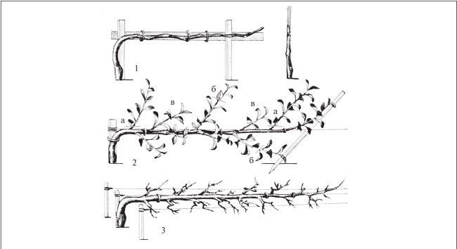 Иллюстрация к книге — Формирование и обрезка садовых деревьев [i_142.jpg]