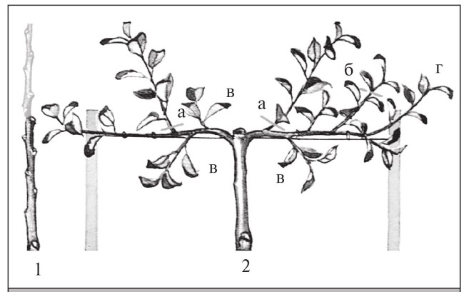 Иллюстрация к книге — Формирование и обрезка садовых деревьев [i_143.jpg]