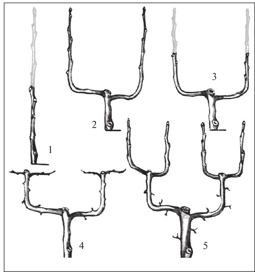 Иллюстрация к книге — Формирование и обрезка садовых деревьев [i_144.jpg]