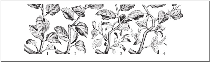 Иллюстрация к книге — Формирование и обрезка садовых деревьев [i_145.jpg]