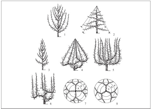 Иллюстрация к книге — Формирование и обрезка садовых деревьев [i_148.jpg]