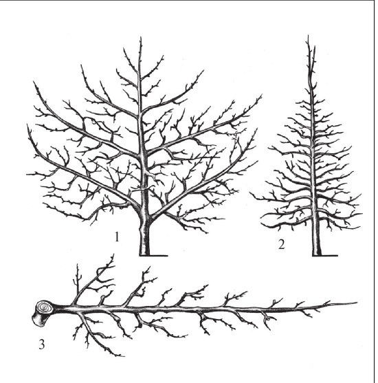 Иллюстрация к книге — Формирование и обрезка садовых деревьев [i_151.jpg]
