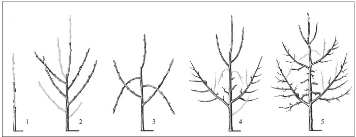 Иллюстрация к книге — Формирование и обрезка садовых деревьев [i_152.jpg]