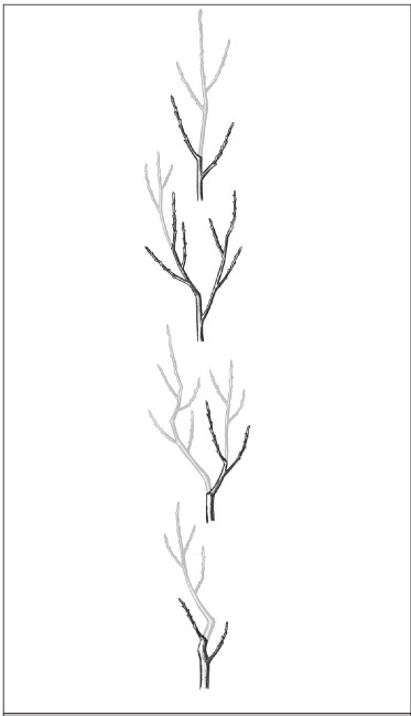 Иллюстрация к книге — Формирование и обрезка садовых деревьев [i_153.jpg]