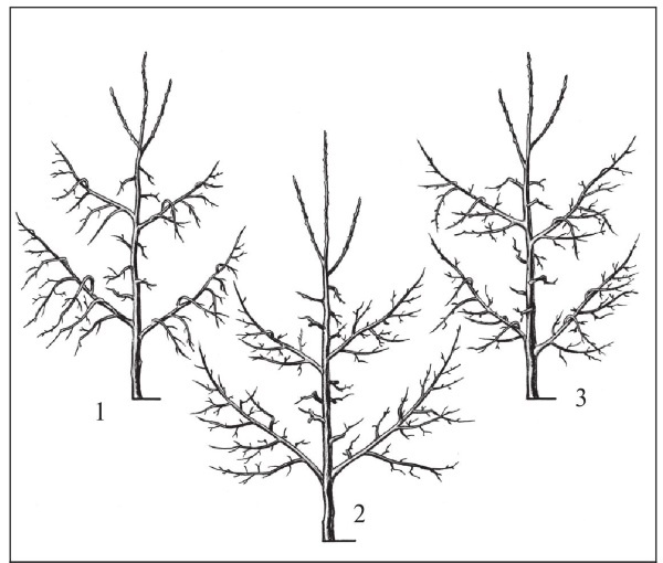 Иллюстрация к книге — Формирование и обрезка садовых деревьев [i_154.jpg]
