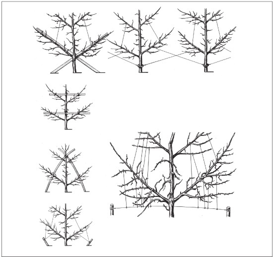 Иллюстрация к книге — Формирование и обрезка садовых деревьев [i_155.jpg]