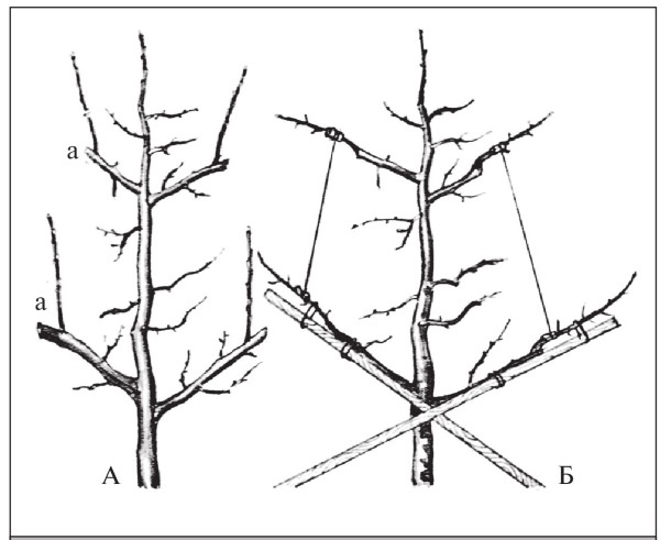 Иллюстрация к книге — Формирование и обрезка садовых деревьев [i_157.jpg]