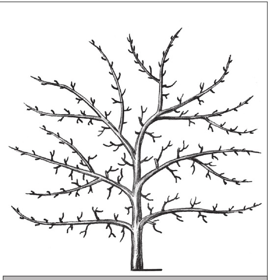 Иллюстрация к книге — Формирование и обрезка садовых деревьев [i_160.jpg]