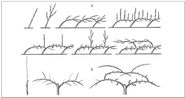 Иллюстрация к книге — Формирование и обрезка садовых деревьев [i_162.jpg]